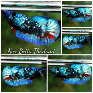 Betta Fish Female Female Midnight Avatar Star HMPK