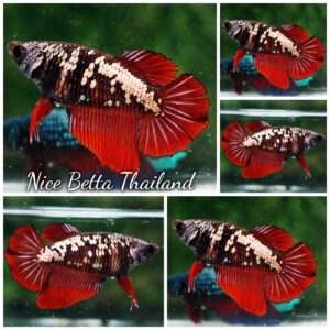 Betta Fish Female Vampire Avatar Galaxy HM