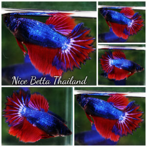 Betta Fish Female Sapphire Valor Feathertail