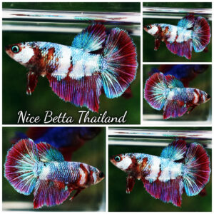 Betta Fish Female Mystic Aurora Prism HM