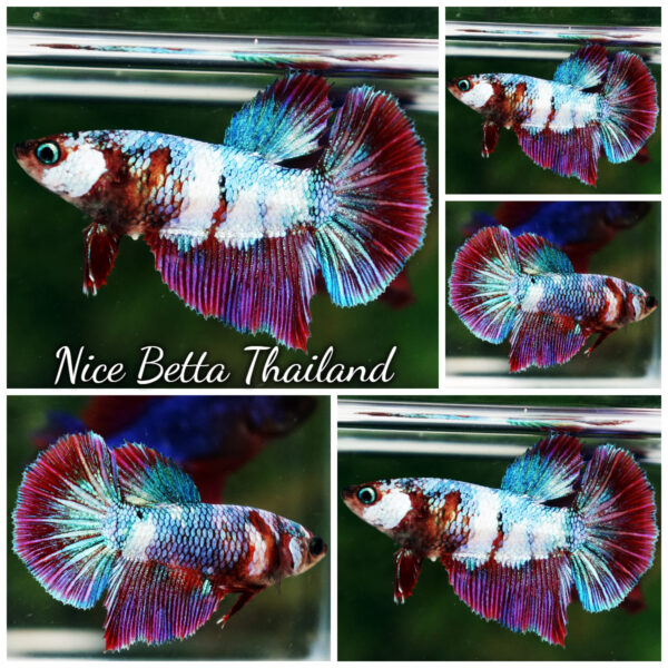 Betta Fish Female Mystic Aurora Prism HM