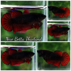 Betta Fish Female Hell Girl Wariror HMPK