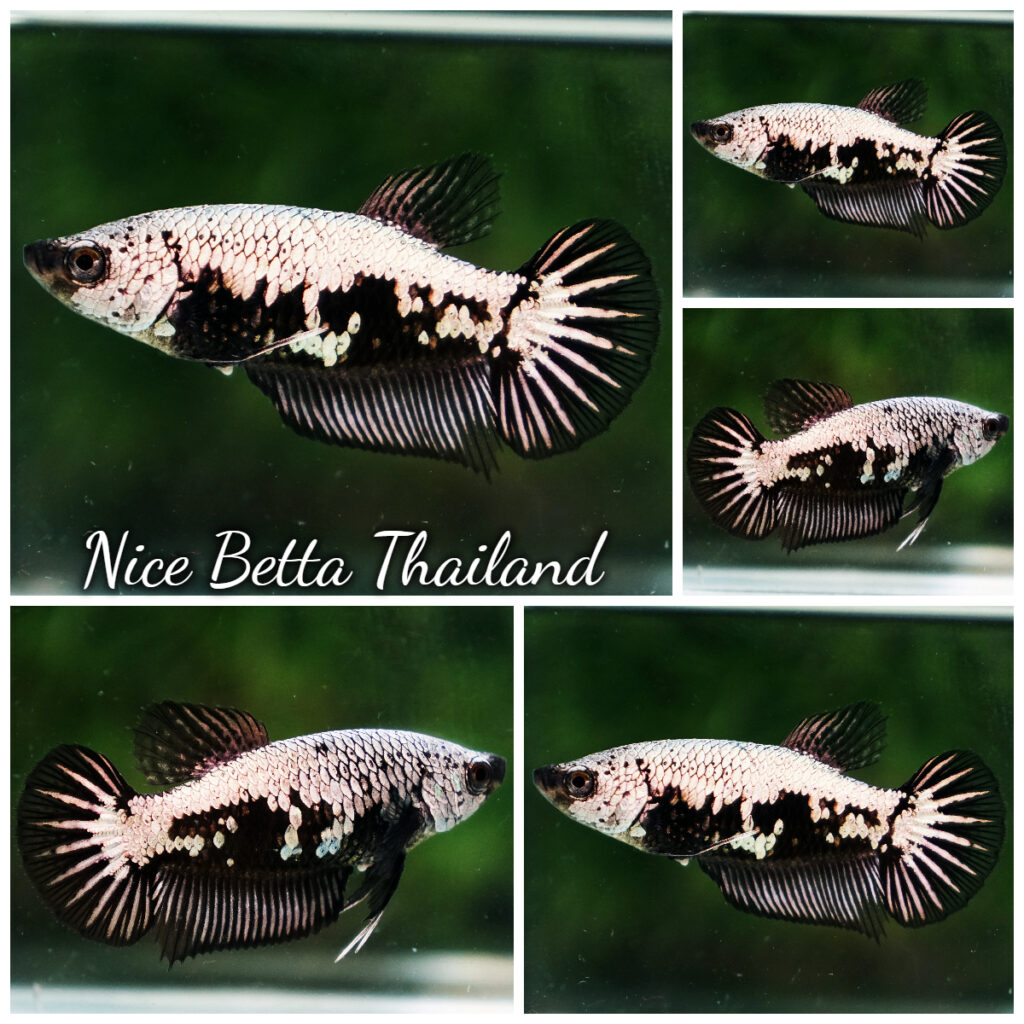 s08-244-Betta-Fish-Female-