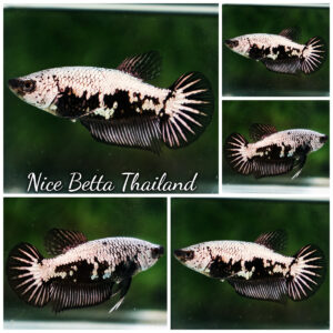Betta Fish Female Nightfall Nova Samurai HMPK