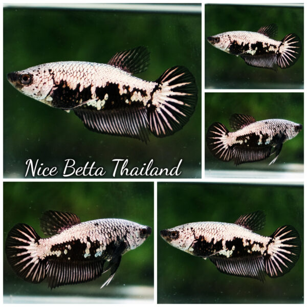 Betta Fish Female Nightfall Nova Samurai HMPK