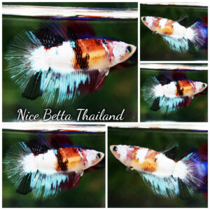 Betta Fish Female Mermiad White Crystal HM