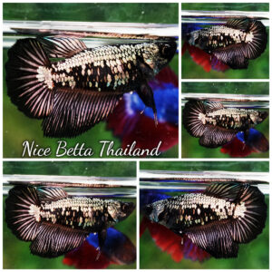 Betta Fish Female Moonlit Copper Warrior HM