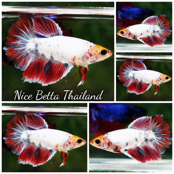 Betta Fish Female Mist Frost Mascot HM