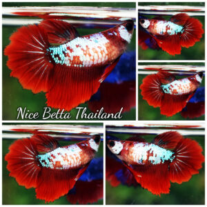 Betta Fish Female Fire Flowers Galaxy HM
