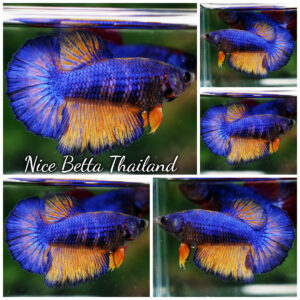 Betta Fish Female Starry Night Mustard Gas HM