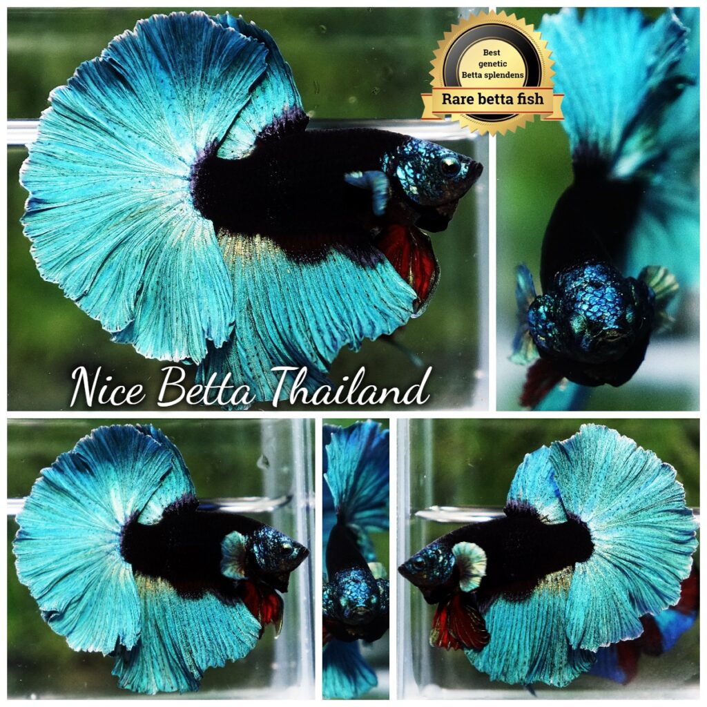Betta Fish Black Hole Neon Shadow Helmet OHM (Ultra Rare)