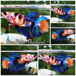 Betta Fish Female Crystal Embe Multicolors HM