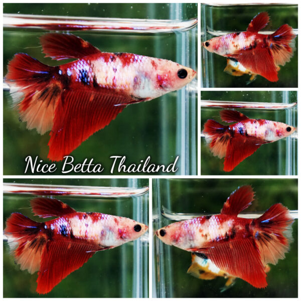 Betta Fish Female Classic Nemo Koi HM