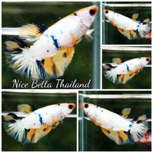 Betta Fish Female Snow Tiger Glow HM