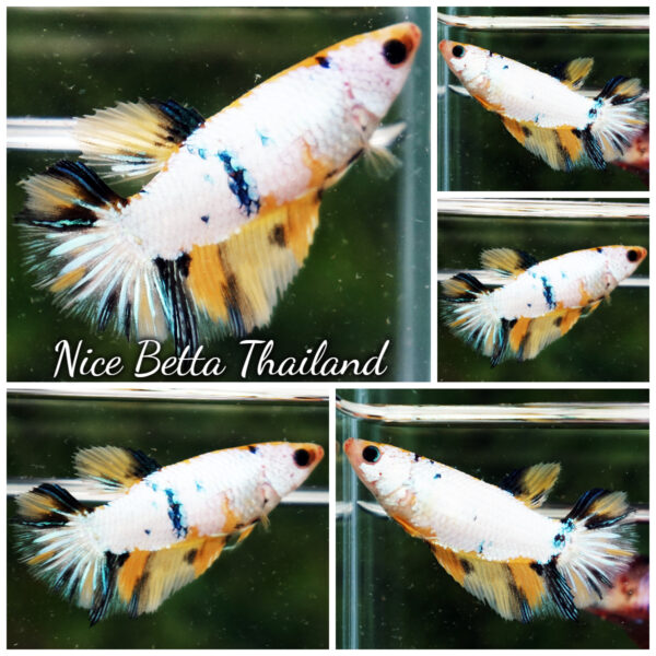 Betta Fish Female Snow Tiger Glow HM