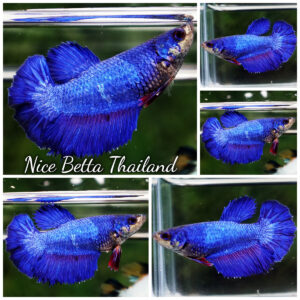 Betta Fish Female Royal Blue Sapphire HM