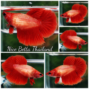 Betta Fish Female Red Ruby Queen HM