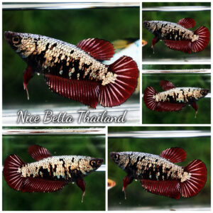 Betta Fish Female Silver Ember Vampire HMPK