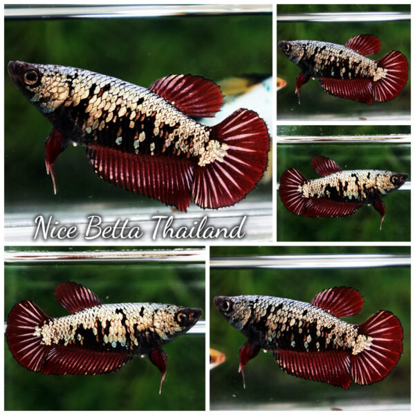 Betta Fish Female Silver Ember Vampire HMPK