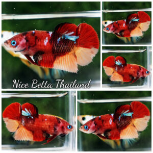 Betta Fish Female Carmine Star Nemo