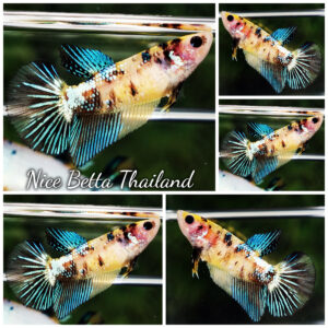 Betta Fish Female Citrine Sky Koi HM