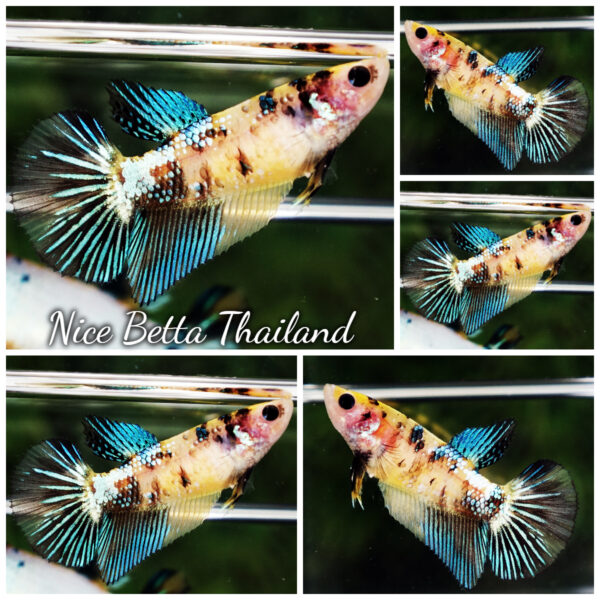 Betta Fish Female Citrine Sky Koi HM