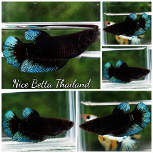 Betta Fish Female Black Hole Neon Shadow Helmet