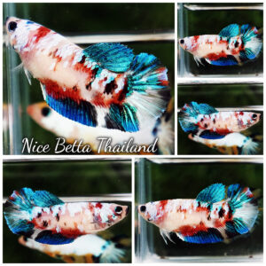 Betta Fish Female Snow Sakura Koi Galaxy HMPK