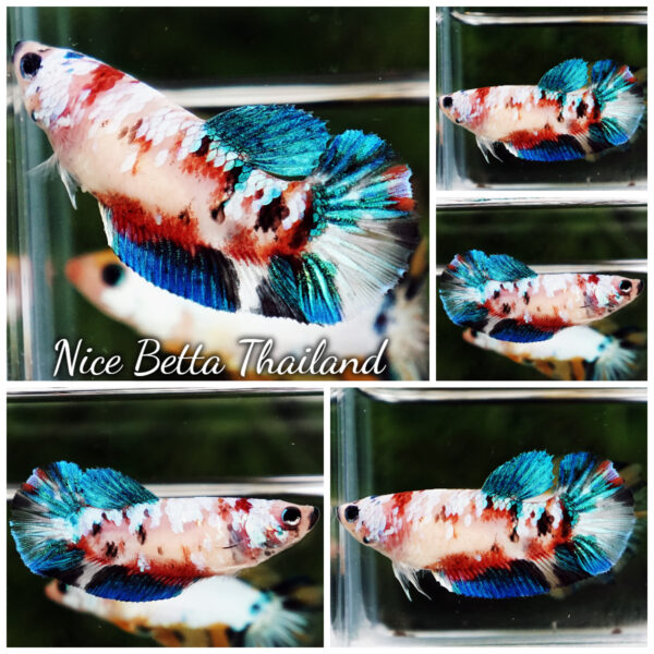 Betta Fish Female Snow Sakura Koi Galaxy HMPK