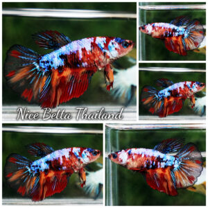 Betta Fish Female Crimson Multicolor Galaxy
