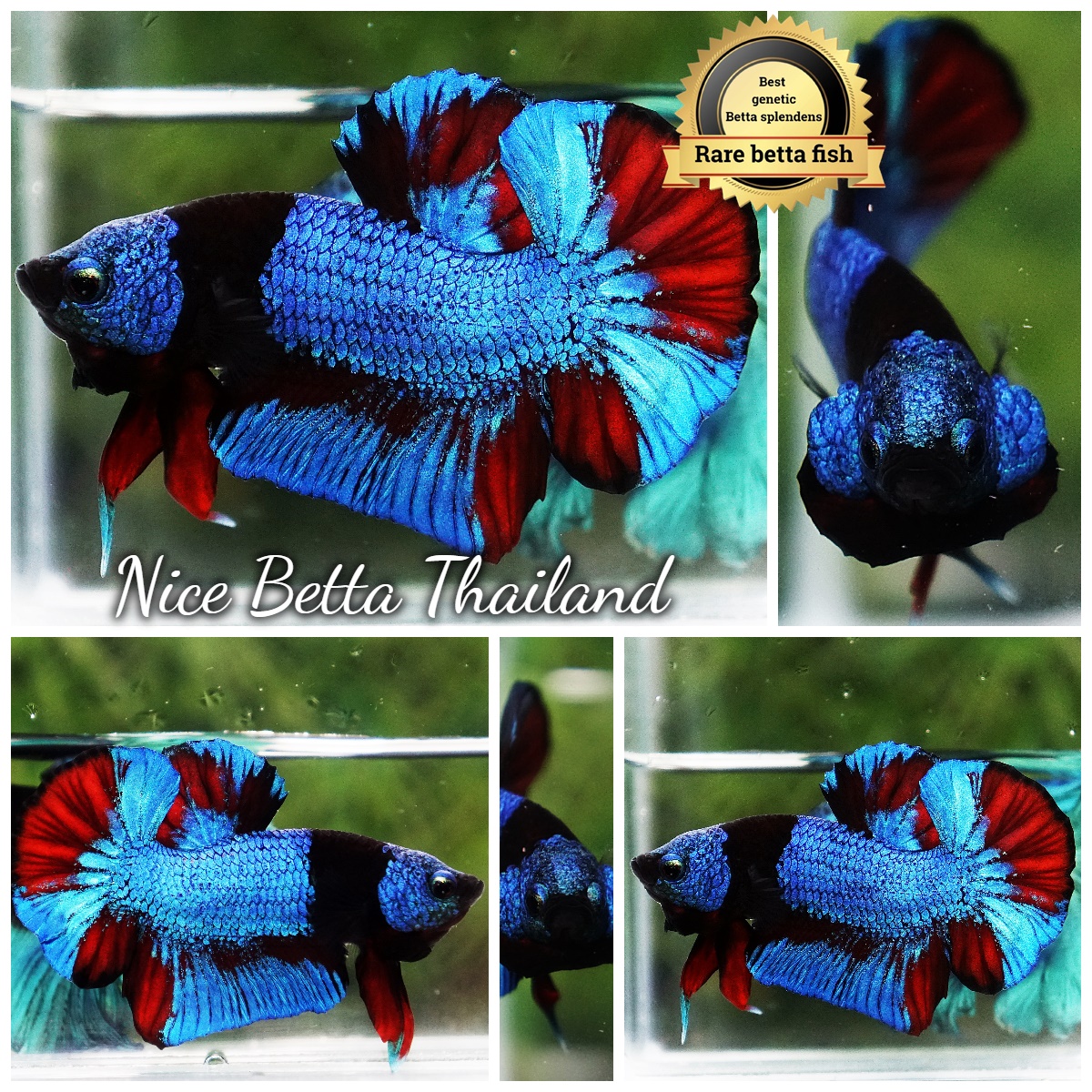 Betta Fish Blue On Fire Phantom Black Scarf HMPK (Rare)