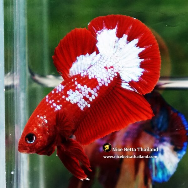 Betta Fish Fiery Frost Inferno Hellboy HMPK - Image 2