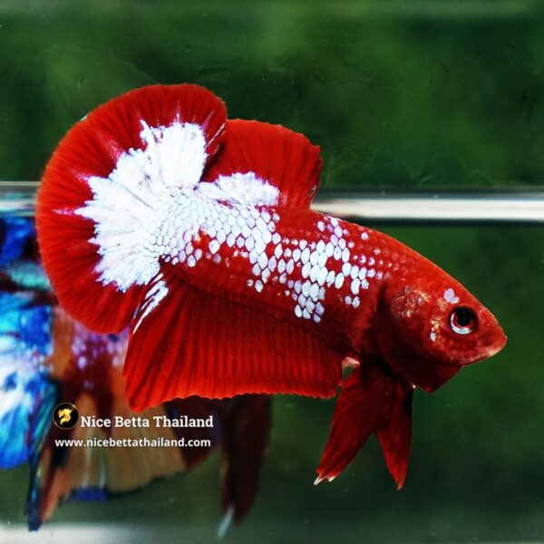 Betta Fish Fiery Frost Inferno Hellboy HMPK - Image 3