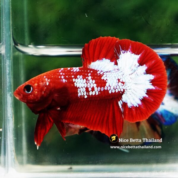 Betta Fish Fiery Frost Inferno Hellboy HMPK - Image 4