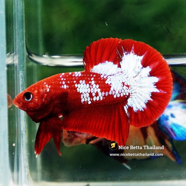 Betta Fish Fiery Frost Inferno Hellboy HMPK - Image 6