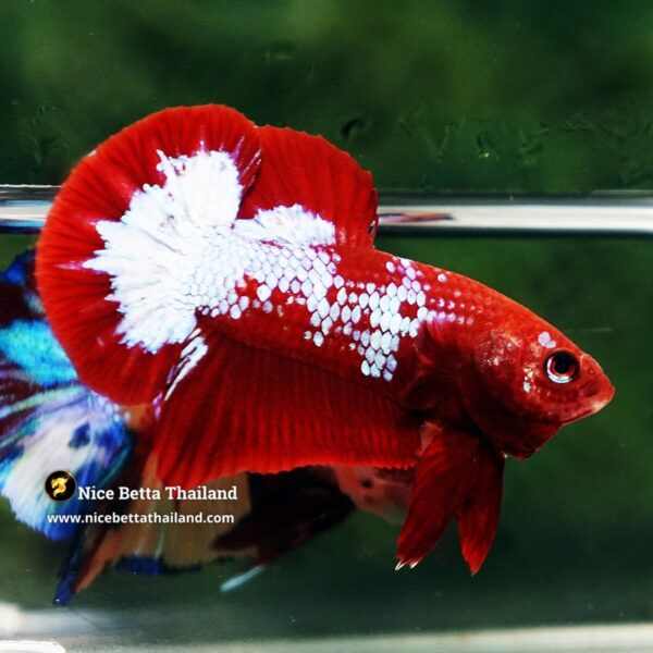 Betta Fish Fiery Frost Inferno Hellboy HMPK - Image 5