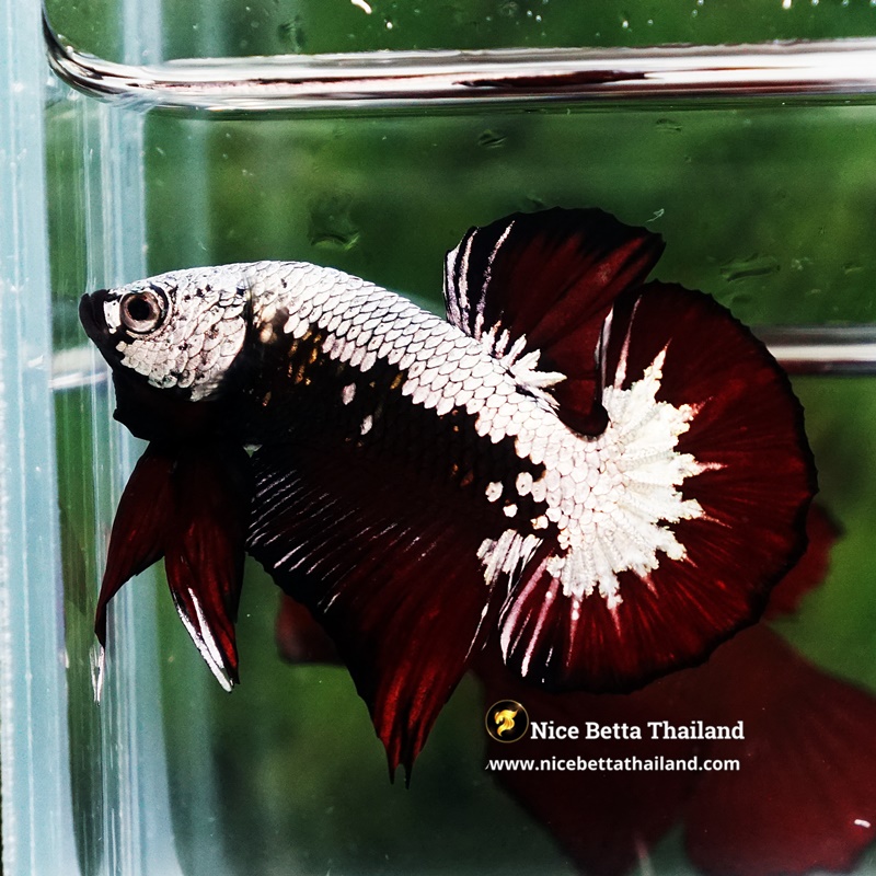 Betta Fish Nightfall Nova Vampire Samurai HMPK