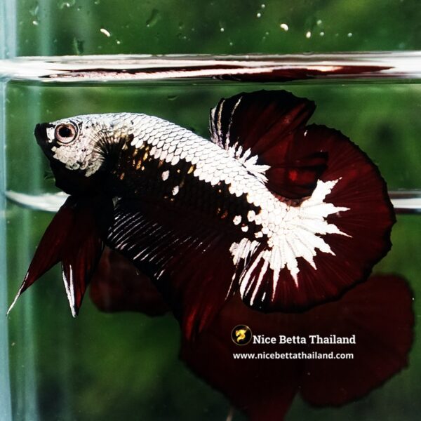 Betta Fish Nightfall Nova Vampire Samurai HMPK - Image 5