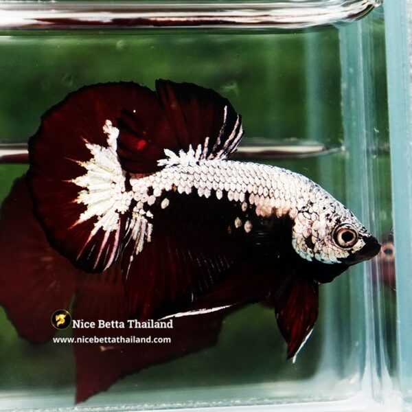 Betta Fish Nightfall Nova Vampire Samurai HMPK - Image 6
