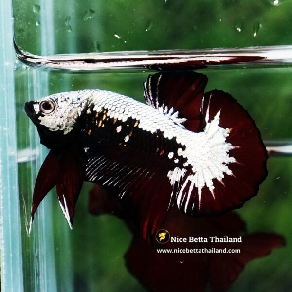 Betta Fish Nightfall Nova Vampire Samurai HMPK - Image 4