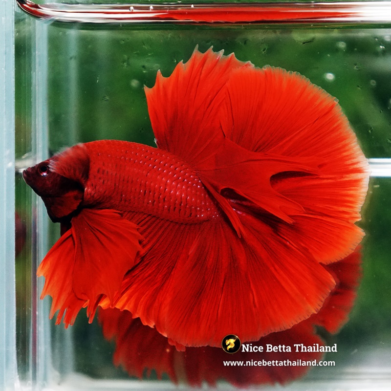 Betta Fish Big Red Ruby OHM