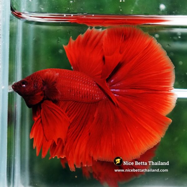 Betta Fish Big Red Ruby OHM - Image 4