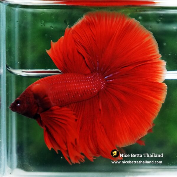 Betta Fish Big Red Ruby OHM - Image 6