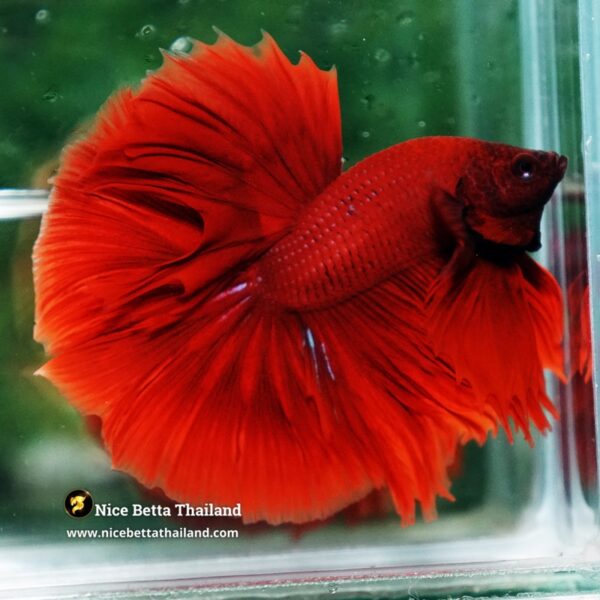 Betta Fish Big Red Ruby OHM - Image 7