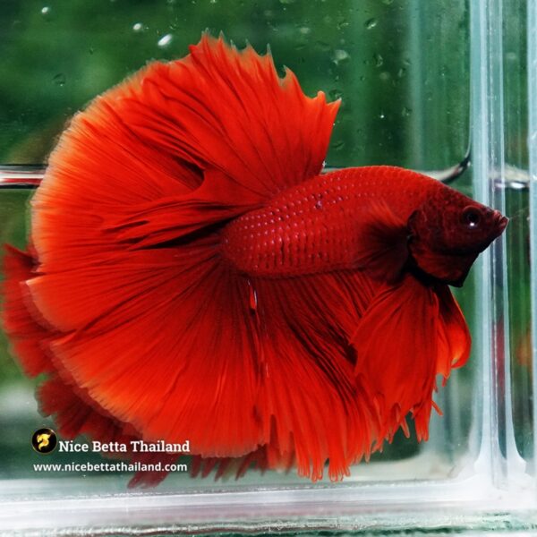 Betta Fish Big Red Ruby OHM - Image 5