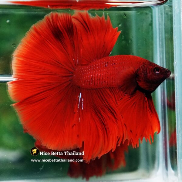 Betta Fish Big Red Ruby OHM - Image 3