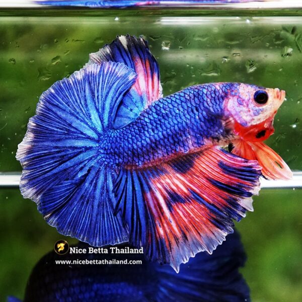 Betta Fish Magical Pink Blue Legacy Fancy OHM - Image 3