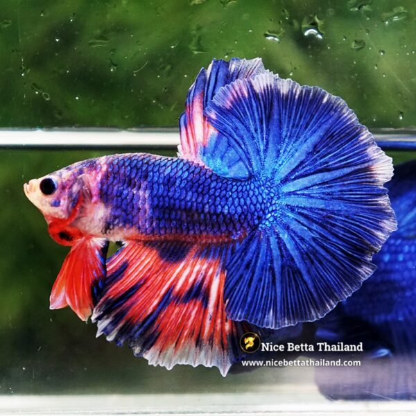 Betta Fish Magical Pink Blue Legacy Fancy OHM - Image 6