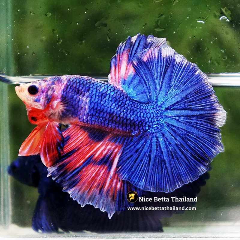 Betta Fish Magical Pink Blue Legacy Fancy OHM