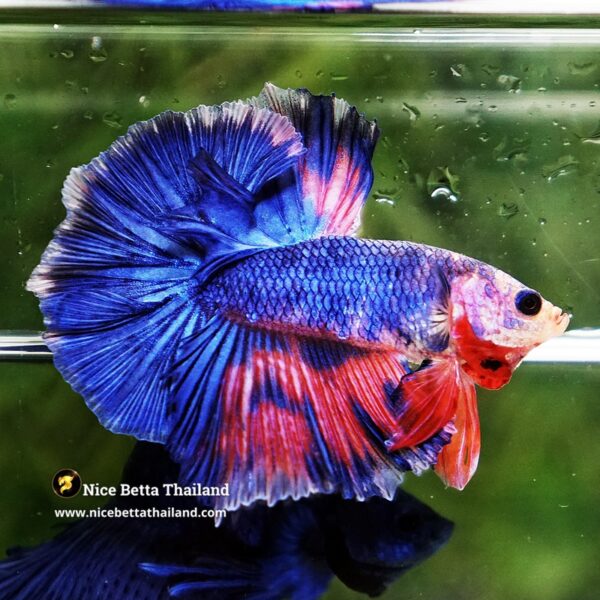 Betta Fish Magical Pink Blue Legacy Fancy OHM - Image 5